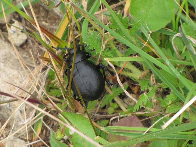 Insetto - Timarcha pimelioides